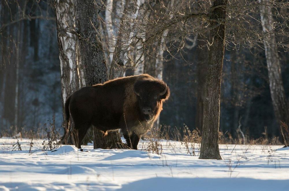 активный отдых в подмосковье московская на выходные зимой Приокско-Террасный заповедник